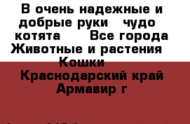 В очень надежные и добрые руки - чудо - котята!!! - Все города Животные и растения » Кошки   . Краснодарский край,Армавир г.